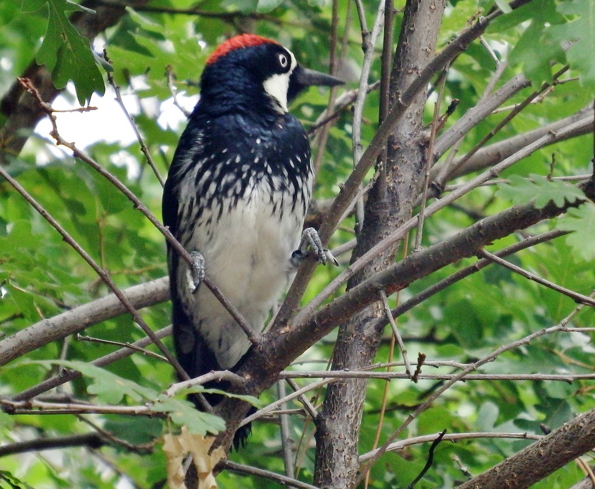 Acorn Woodpecker - ML259293811