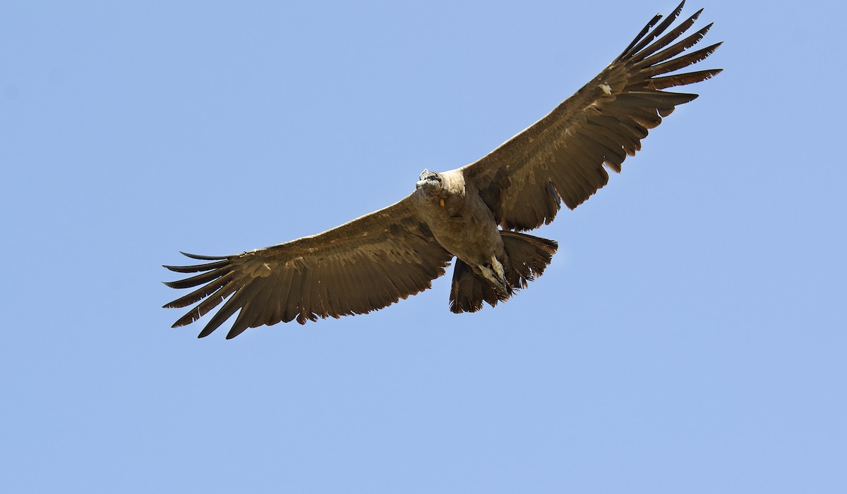 Andean Condor - ML259294331
