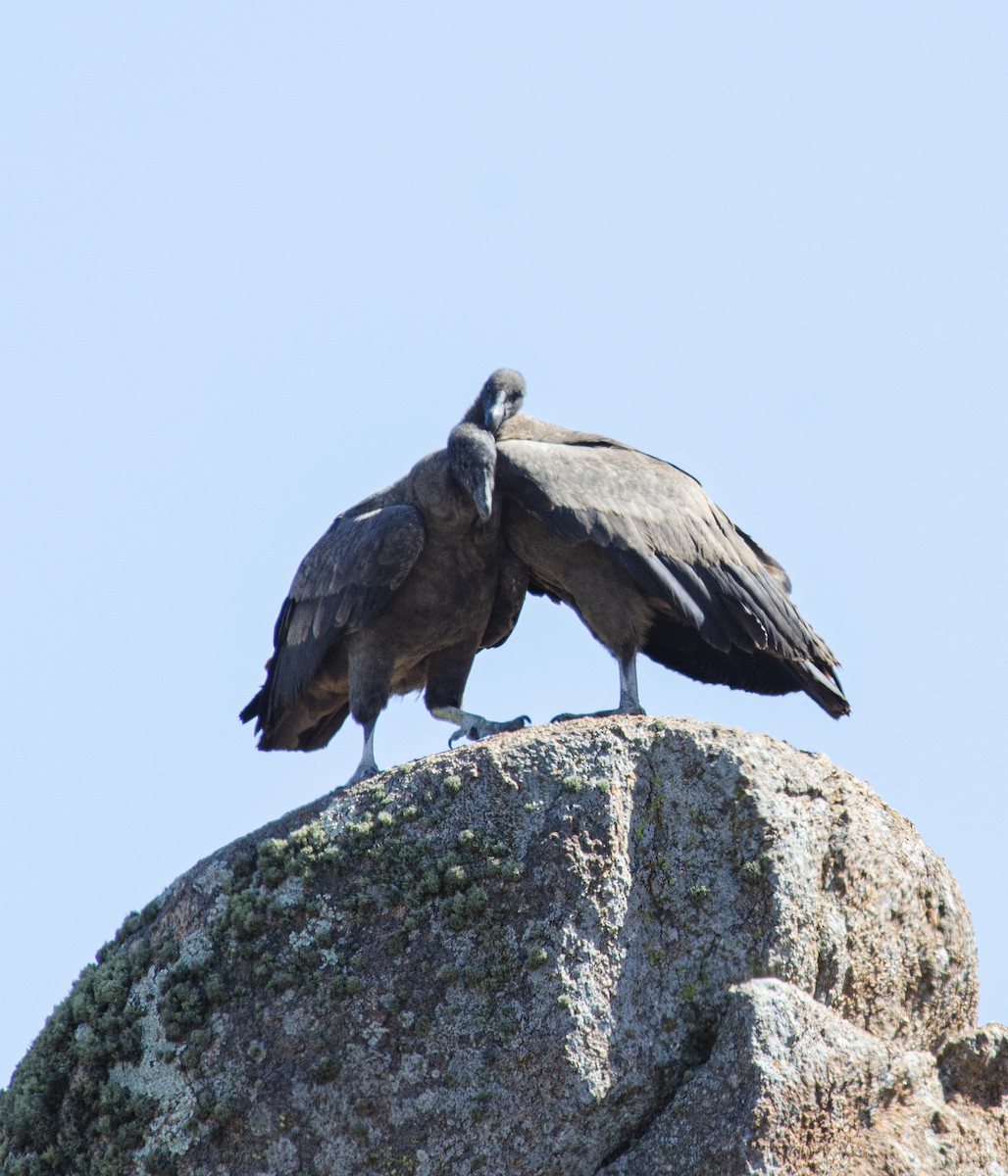 Condor des Andes - ML259296461