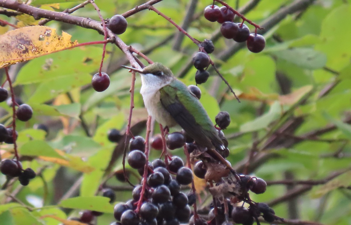 Ruby-throated Hummingbird - Karen Markey