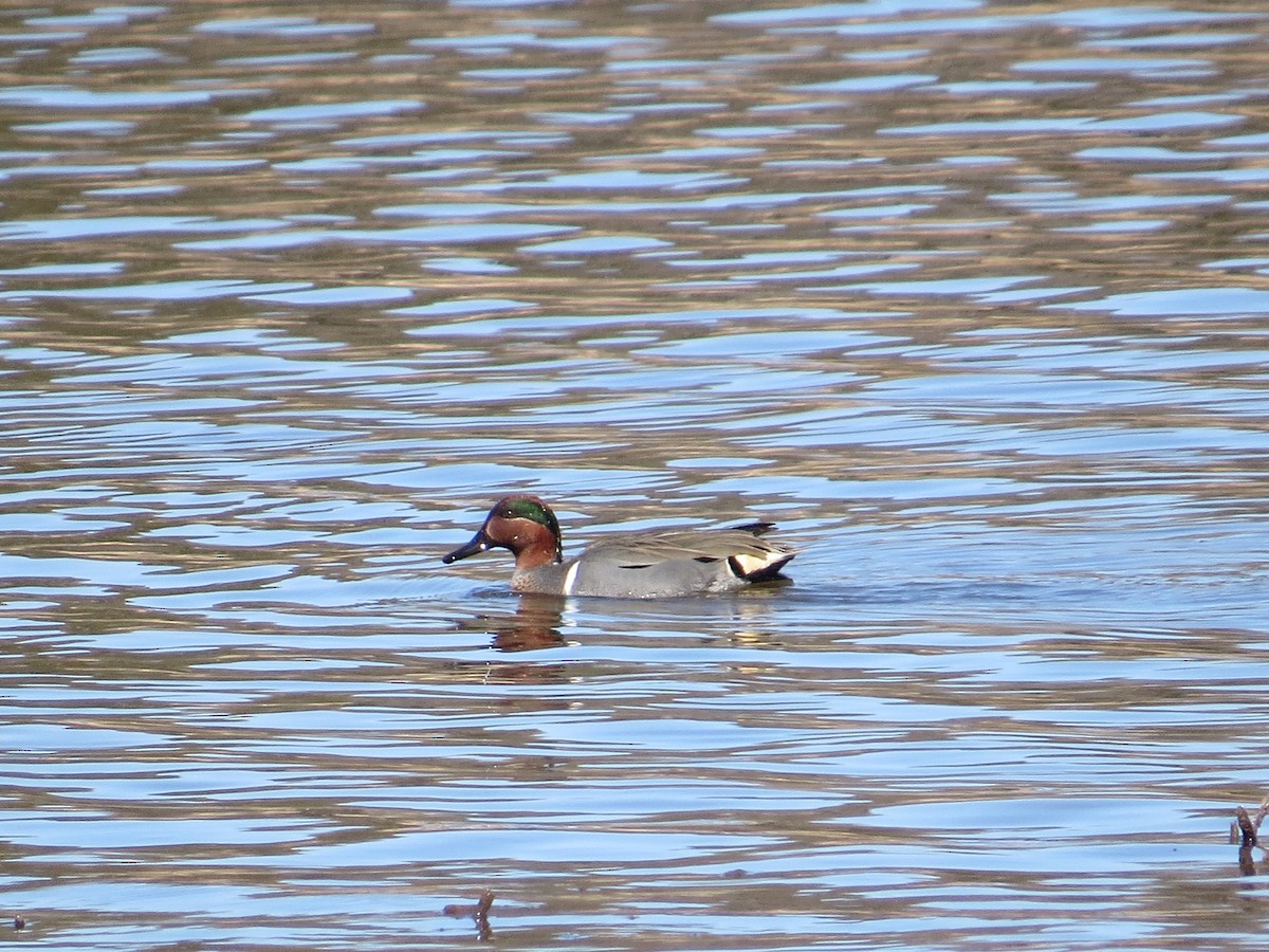 Green-winged Teal - ML25931151