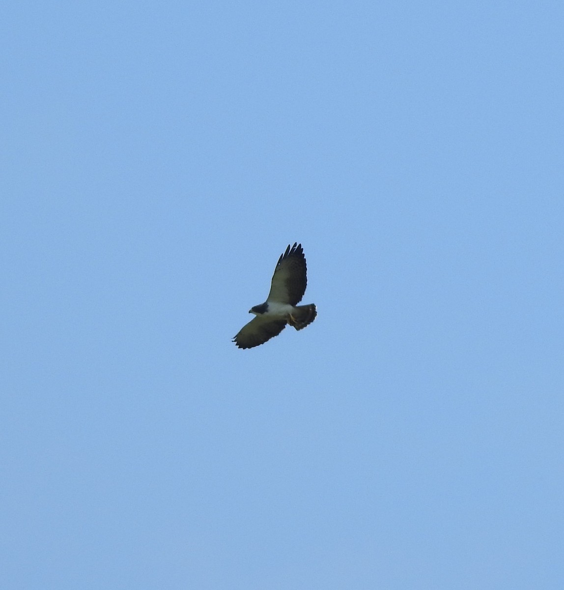 Short-tailed Hawk - Ibeth Alarcón