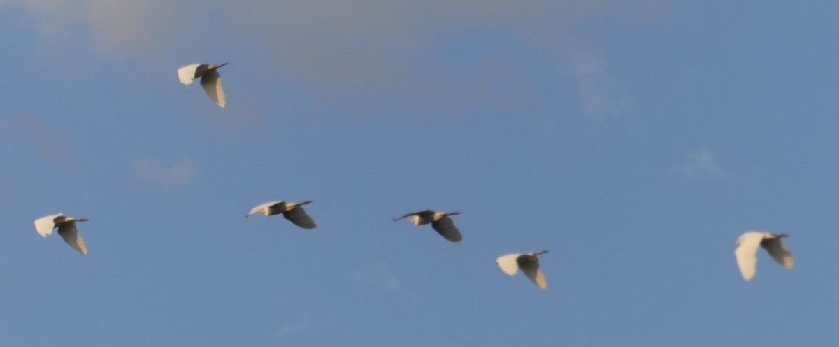 Western Cattle Egret - Shelia Hargis