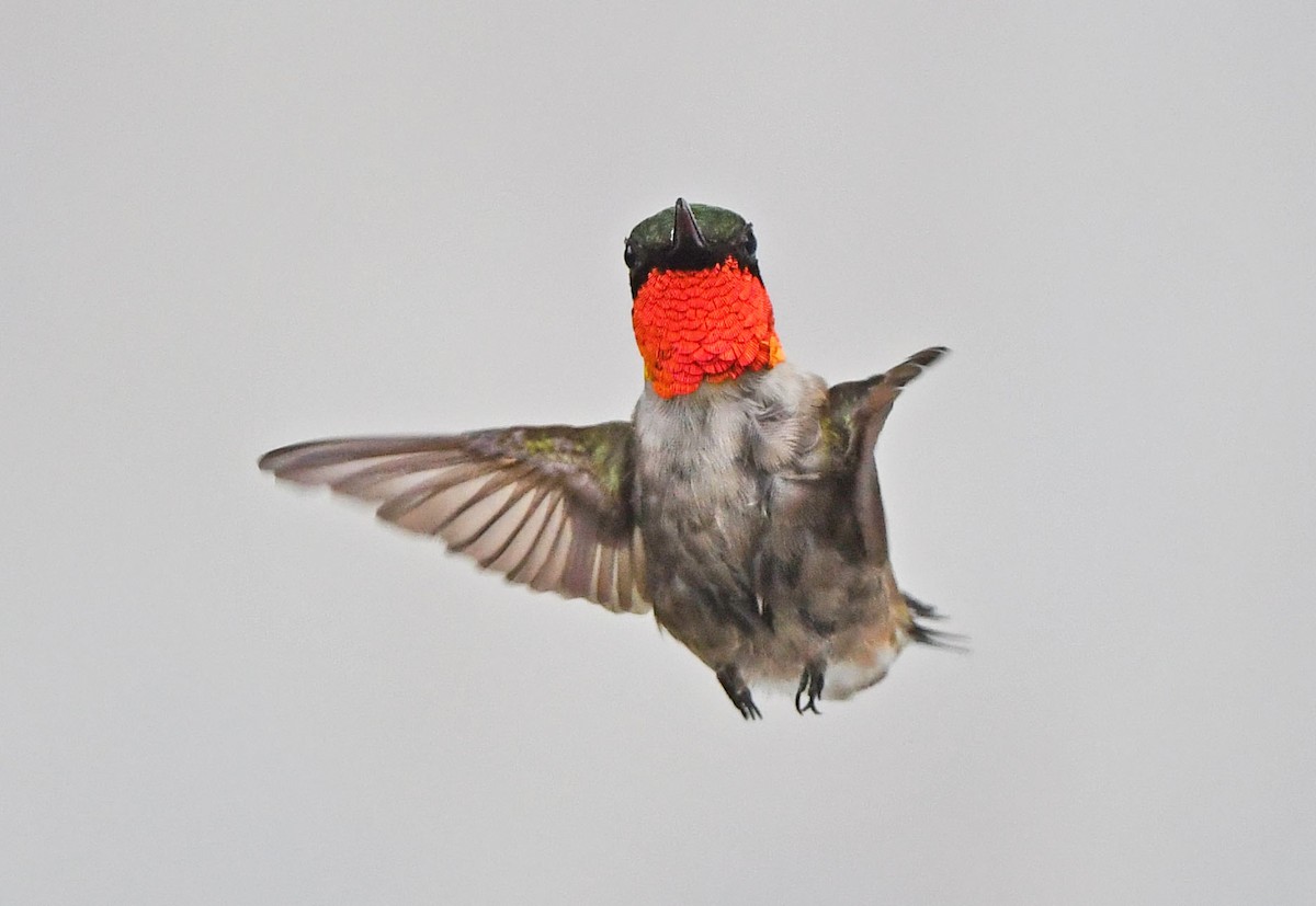 Ruby-throated Hummingbird - ML259320691