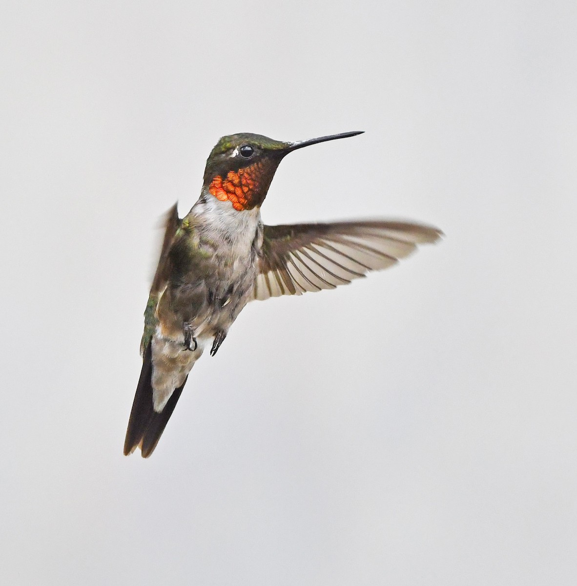 Ruby-throated Hummingbird - ML259320731