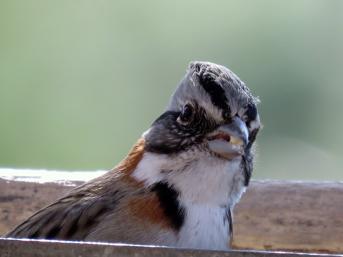 Rufous-collared Sparrow - SOSA  SANCHEZ FELIPE
