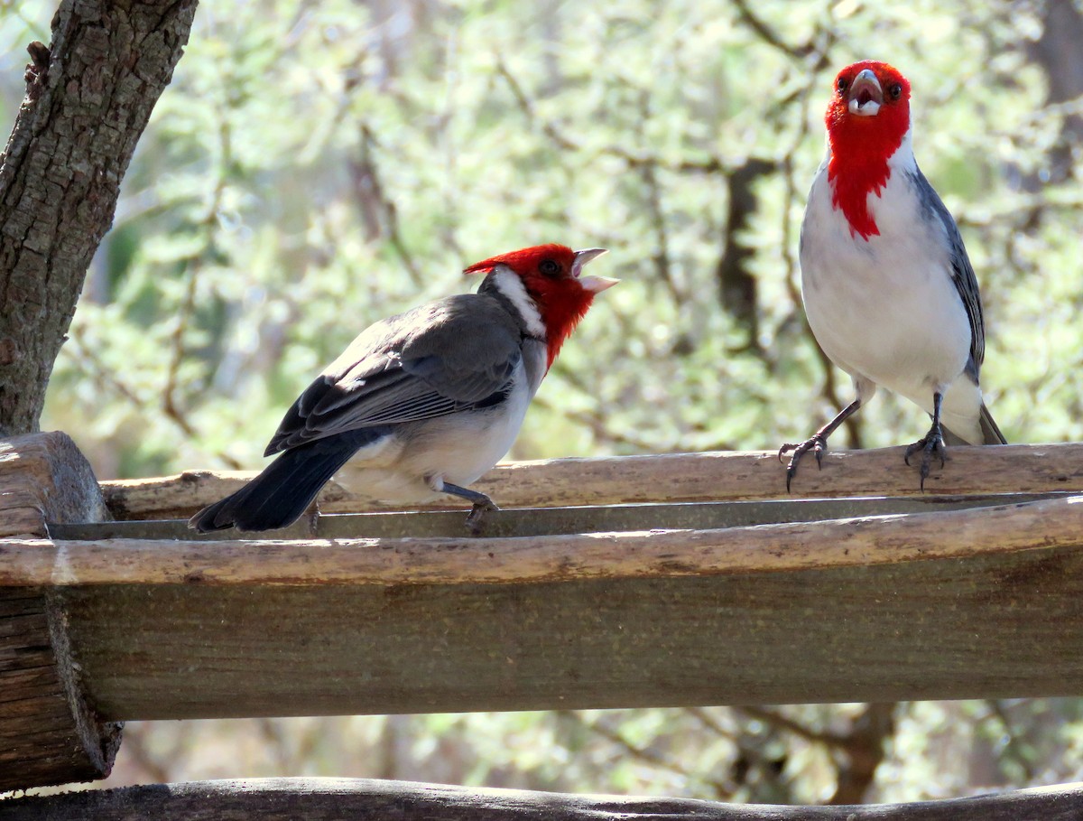 Red-crested Cardinal - SOSA  SANCHEZ FELIPE