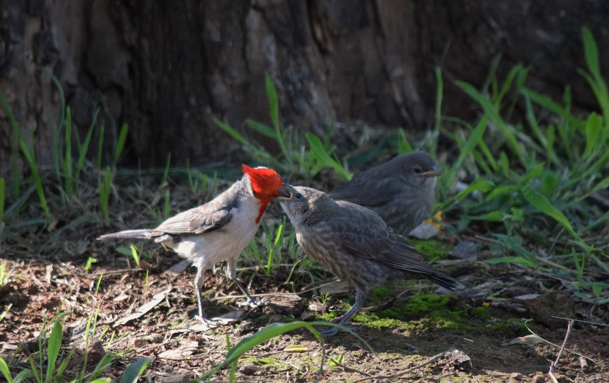 Red-crested Cardinal - ML259334081