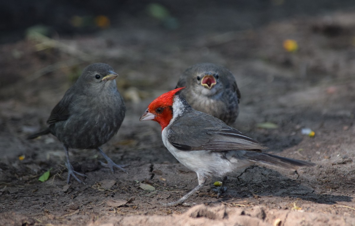 Red-crested Cardinal - ML259334491