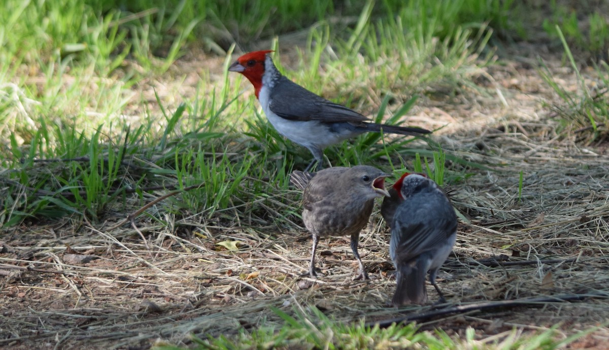 Red-crested Cardinal - ML259334781