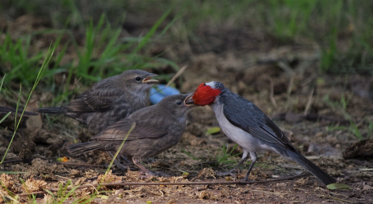 Red-crested Cardinal - ML259336851