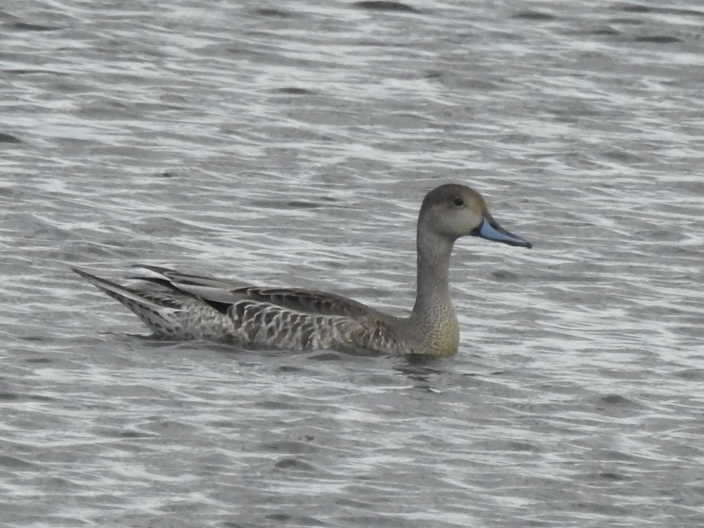 Northern Pintail - Kelly Wright