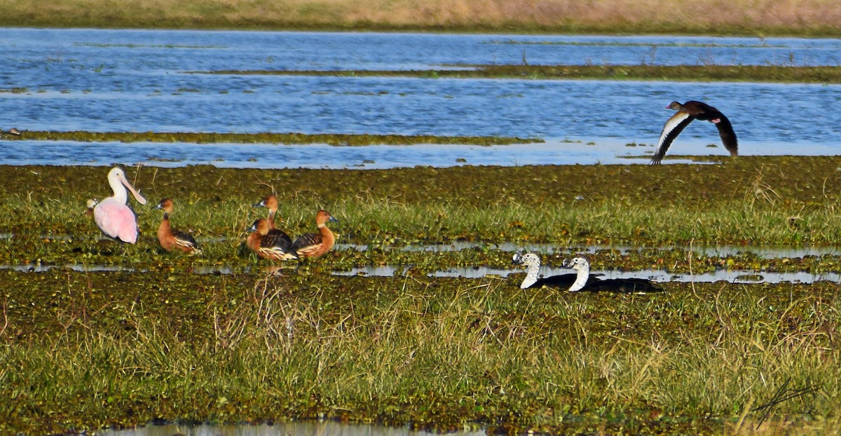 Fulvous Whistling-Duck - ML259346551