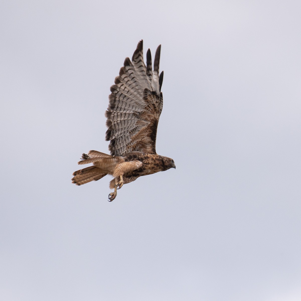 Red-tailed Hawk - ML259347691