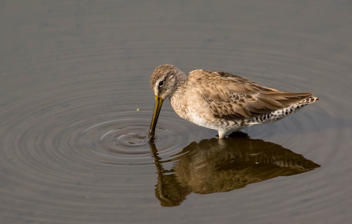 Long-billed Dowitcher - ML25935871