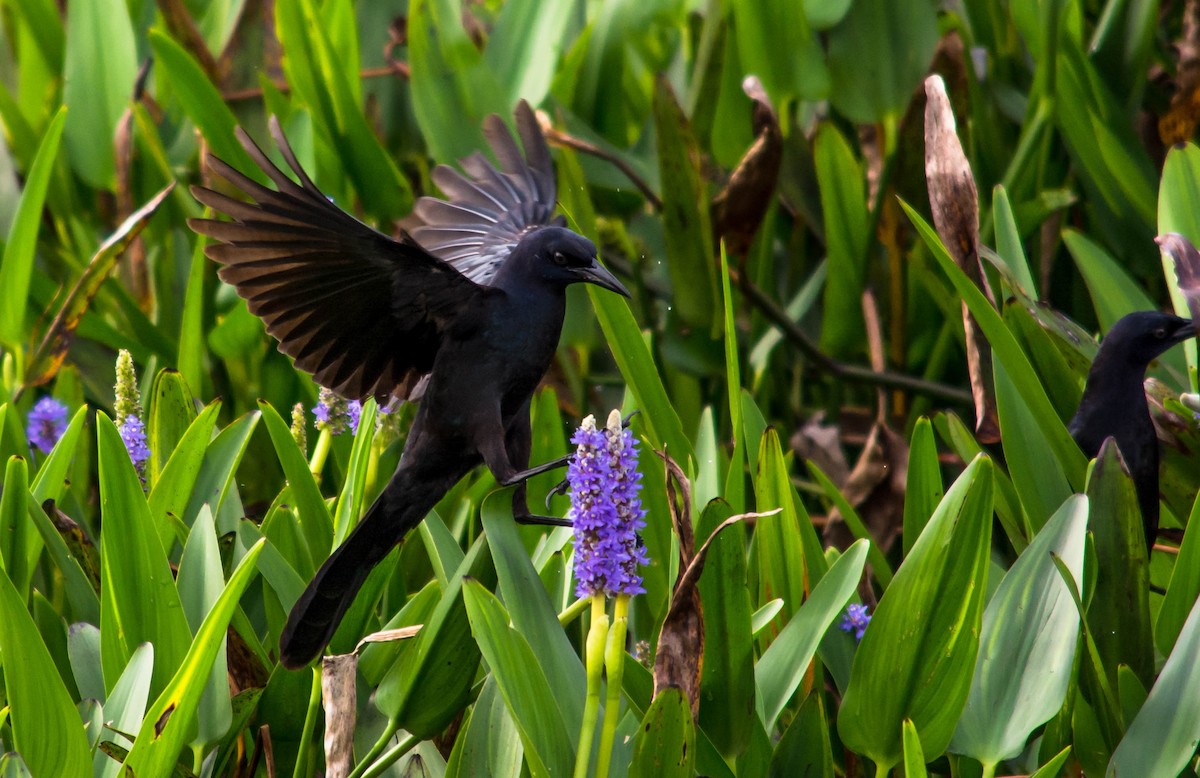 Boat-tailed Grackle - ML25936031