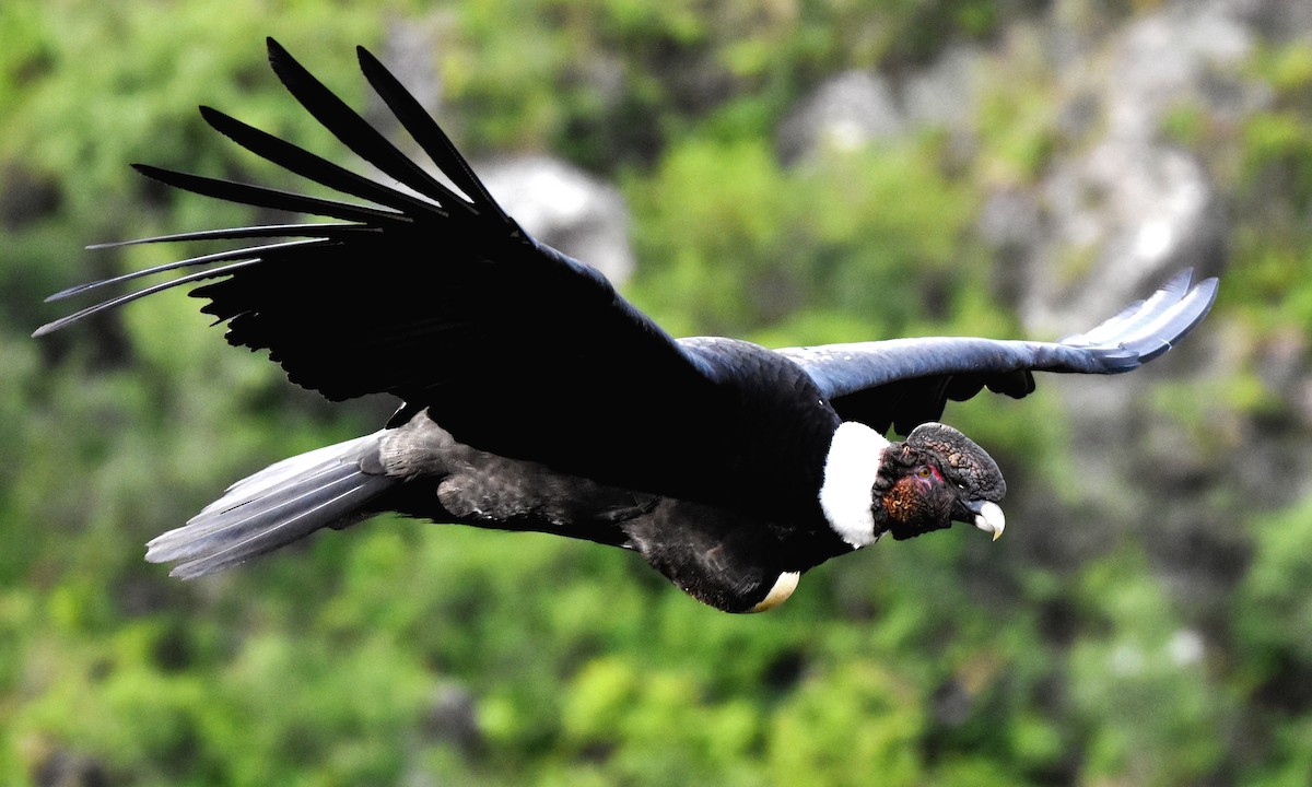 Andean Condor - Elsa Ortalda