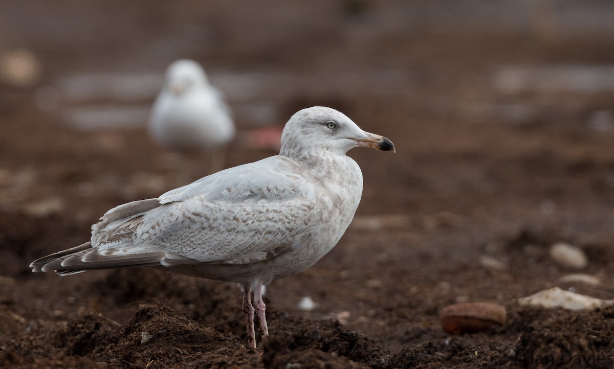 ML25936381 - Herring x Glaucous Gull (hybrid) - Macaulay Library