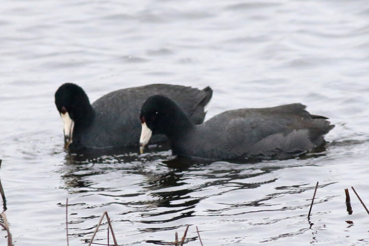 American Coot (Red-shielded) - Dick Plambeck