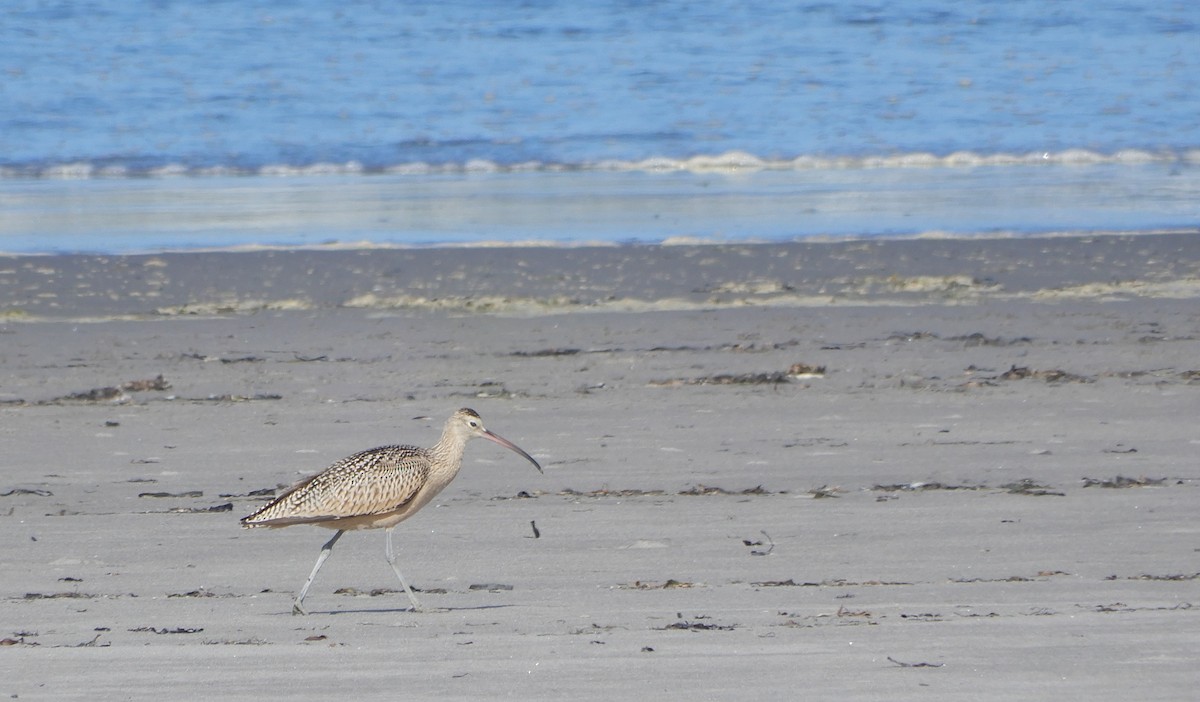 Long-billed Curlew - ML259377411
