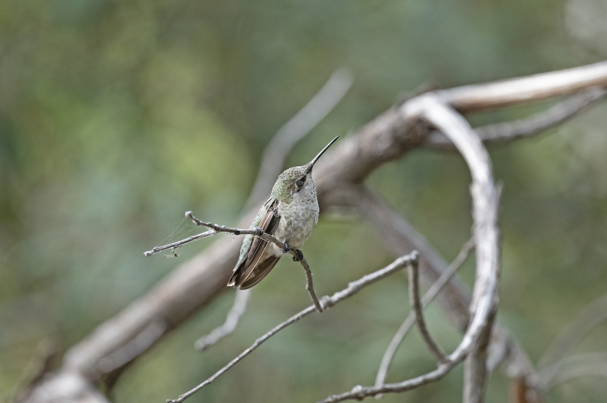 Costa's Hummingbird - ML259377711