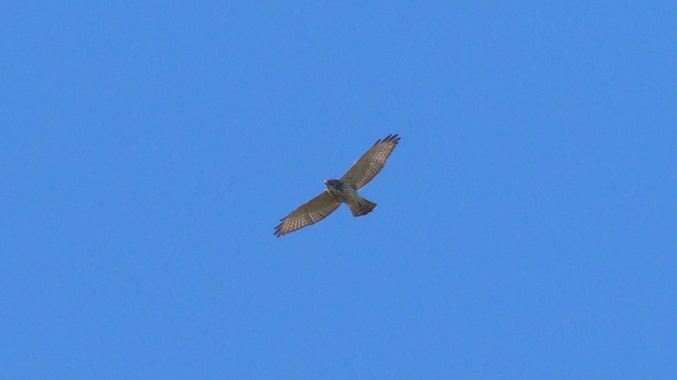 Broad-winged Hawk - ML259377851