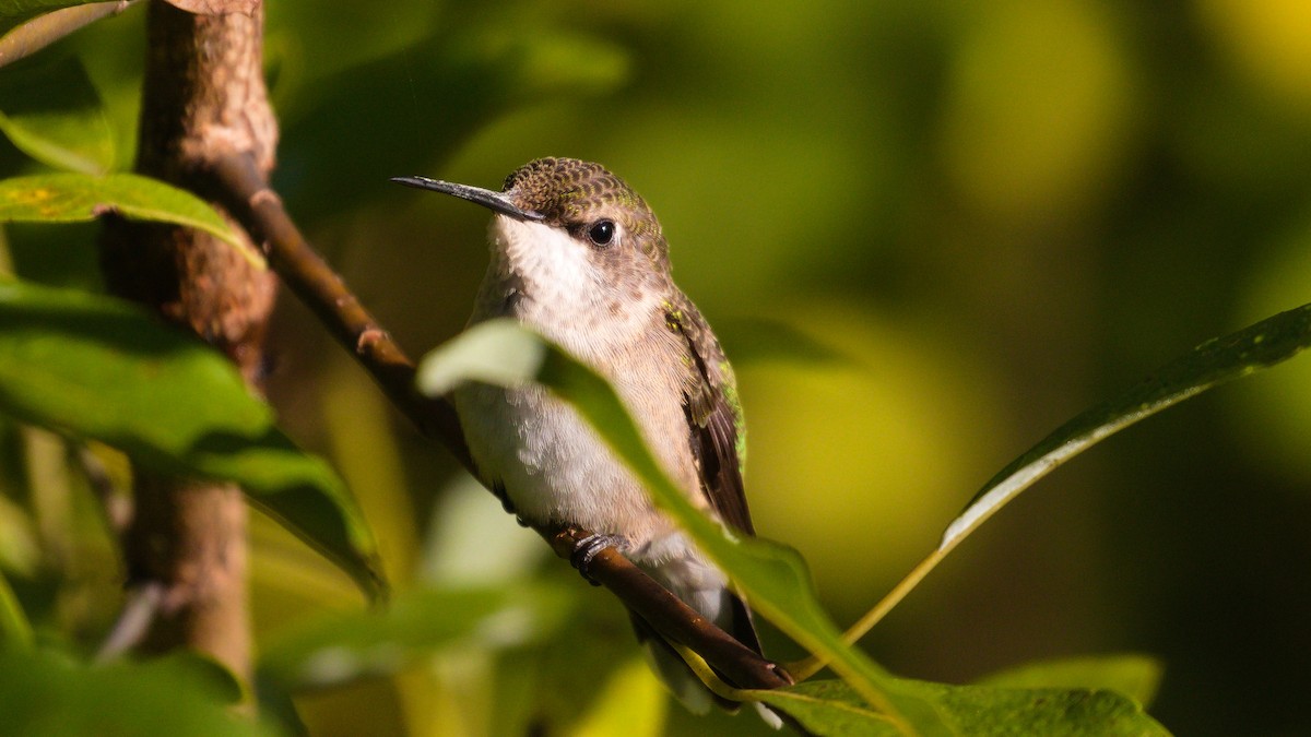 Ruby-throated Hummingbird - ML259378171