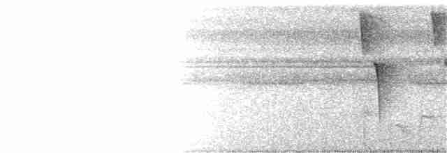 Синеголовая веерохвостка - ML259384861