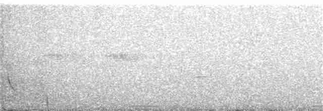 holub pestrokřídlý - ML259387691