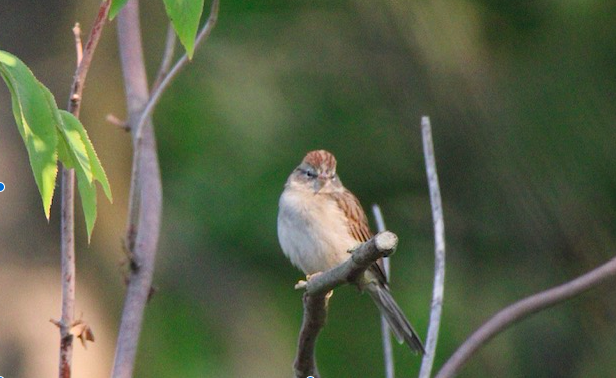 Chipping Sparrow - ML259391691