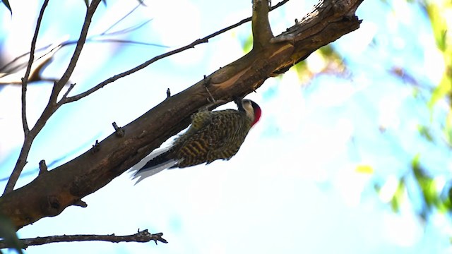 Green-barred Woodpecker - ML259391721