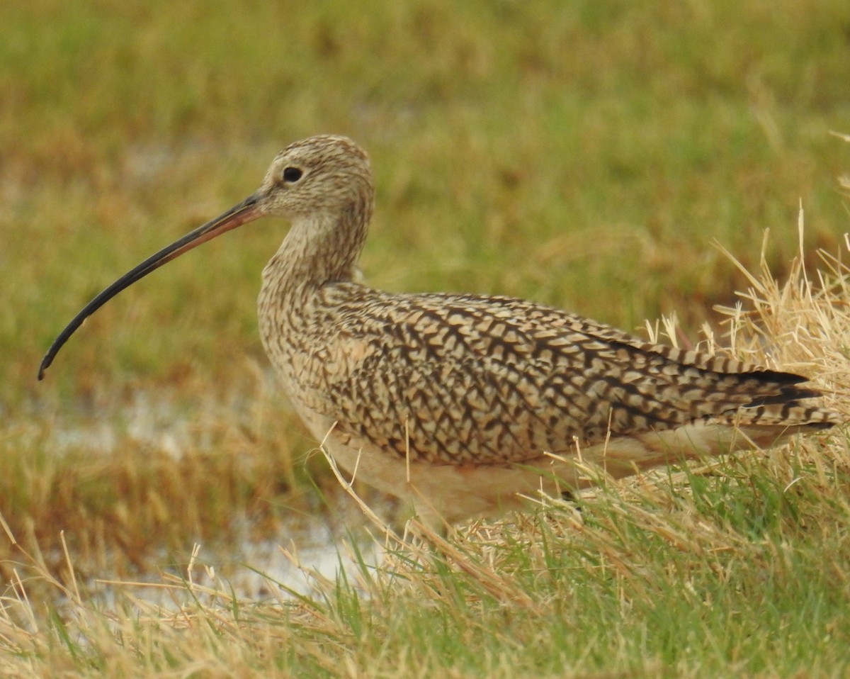 Long-billed Curlew - ML25939561