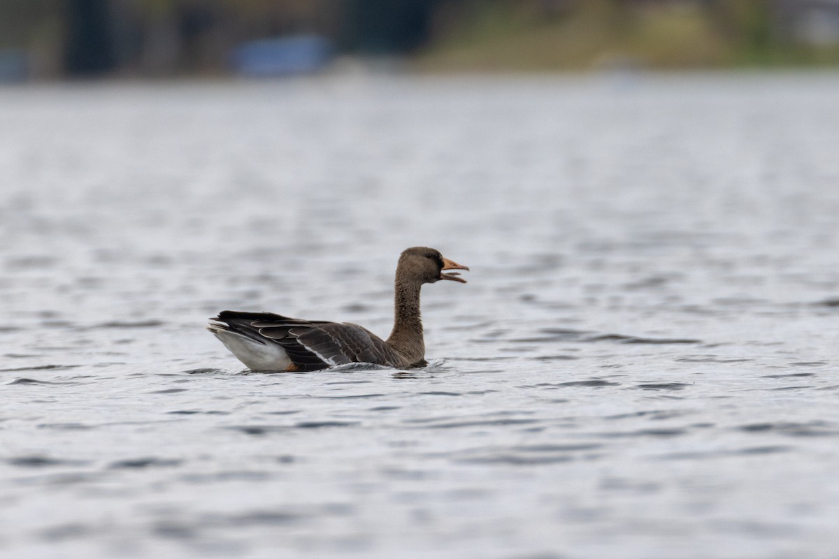 Greater White-fronted Goose - ML259398921