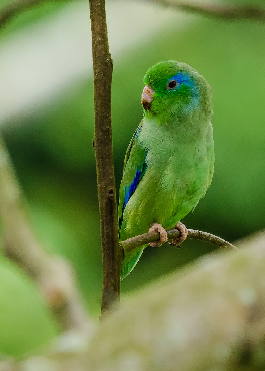 Spectacled Parrotlet - ML259399281