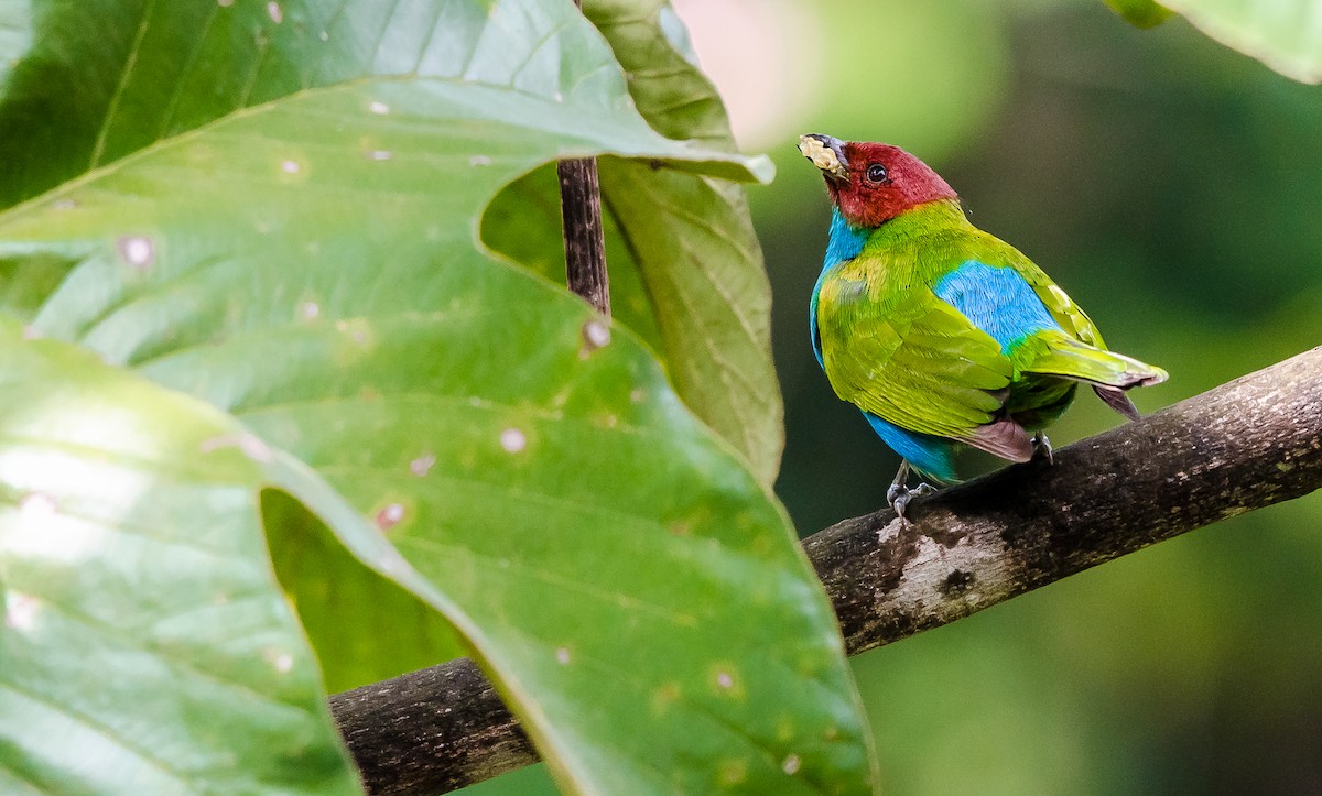 Bay-headed Tanager - ML259399291