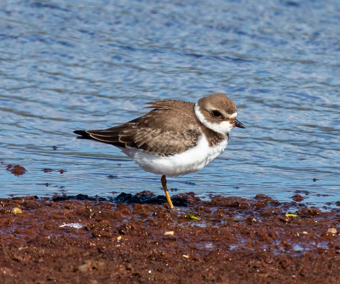 Semipalmated Plover - Lainie Berry