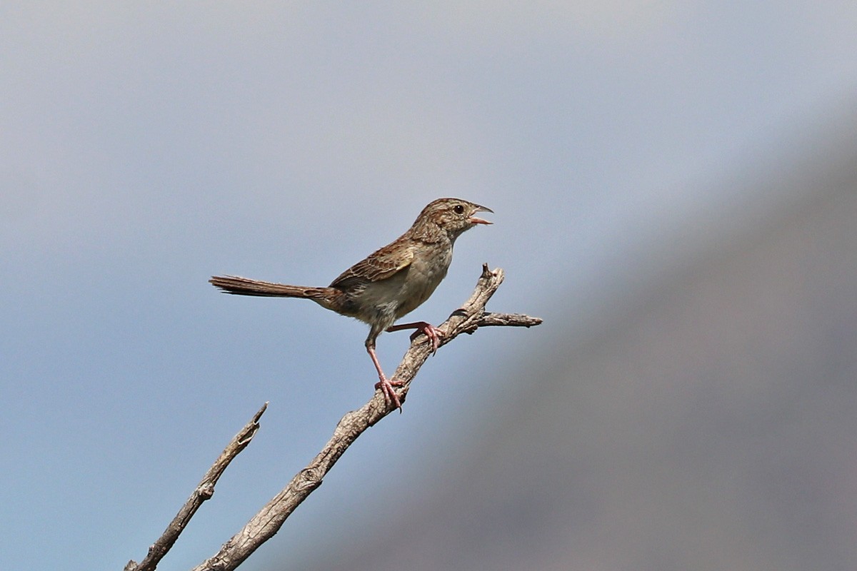 Cassin's Sparrow - Richard Fray