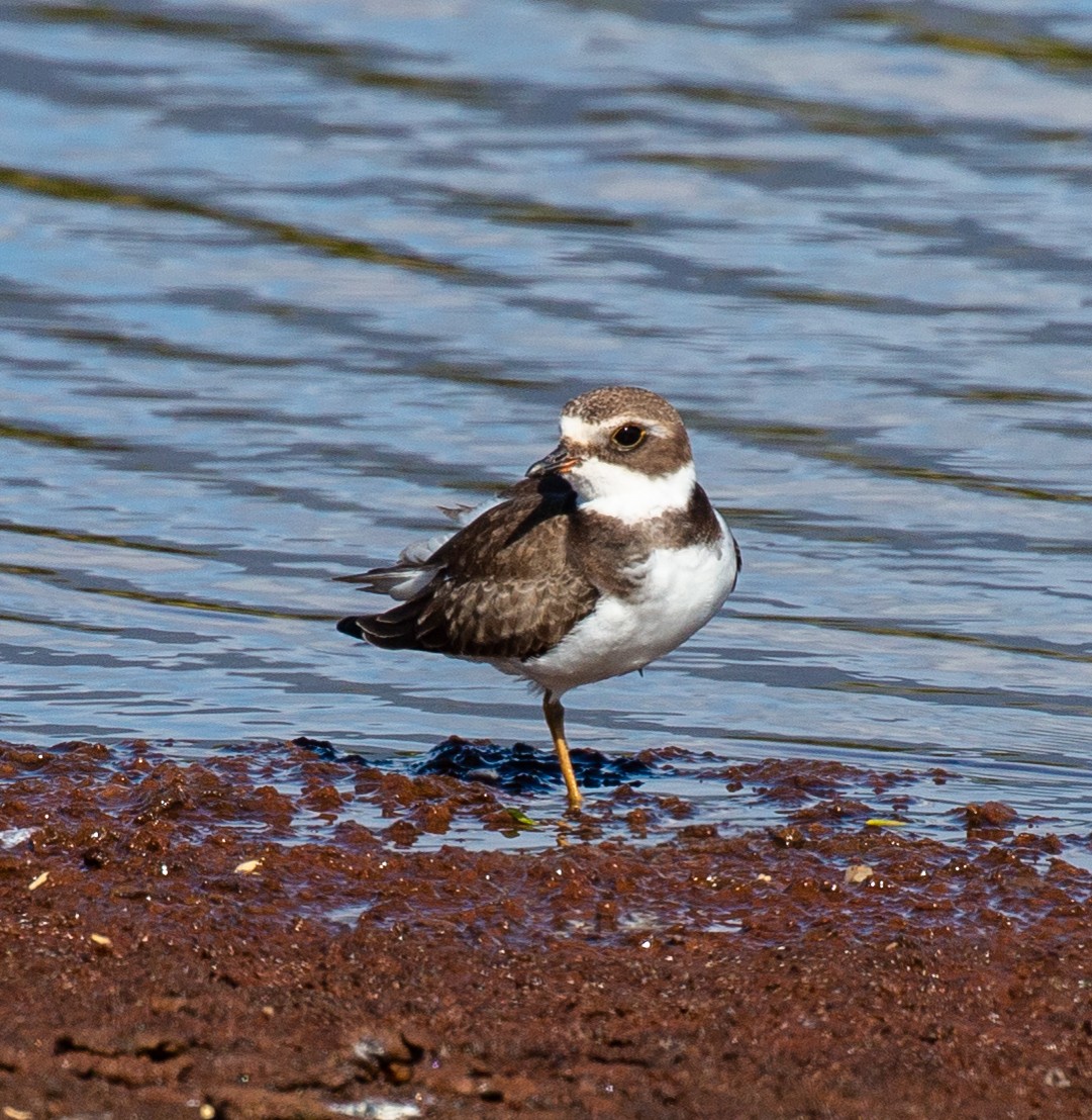 Semipalmated Plover - Lainie Berry