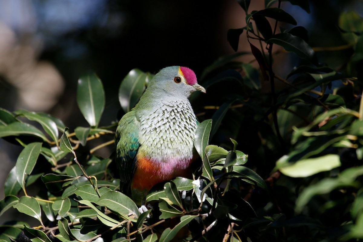 Rose-crowned Fruit-Dove - Kye Turnbull