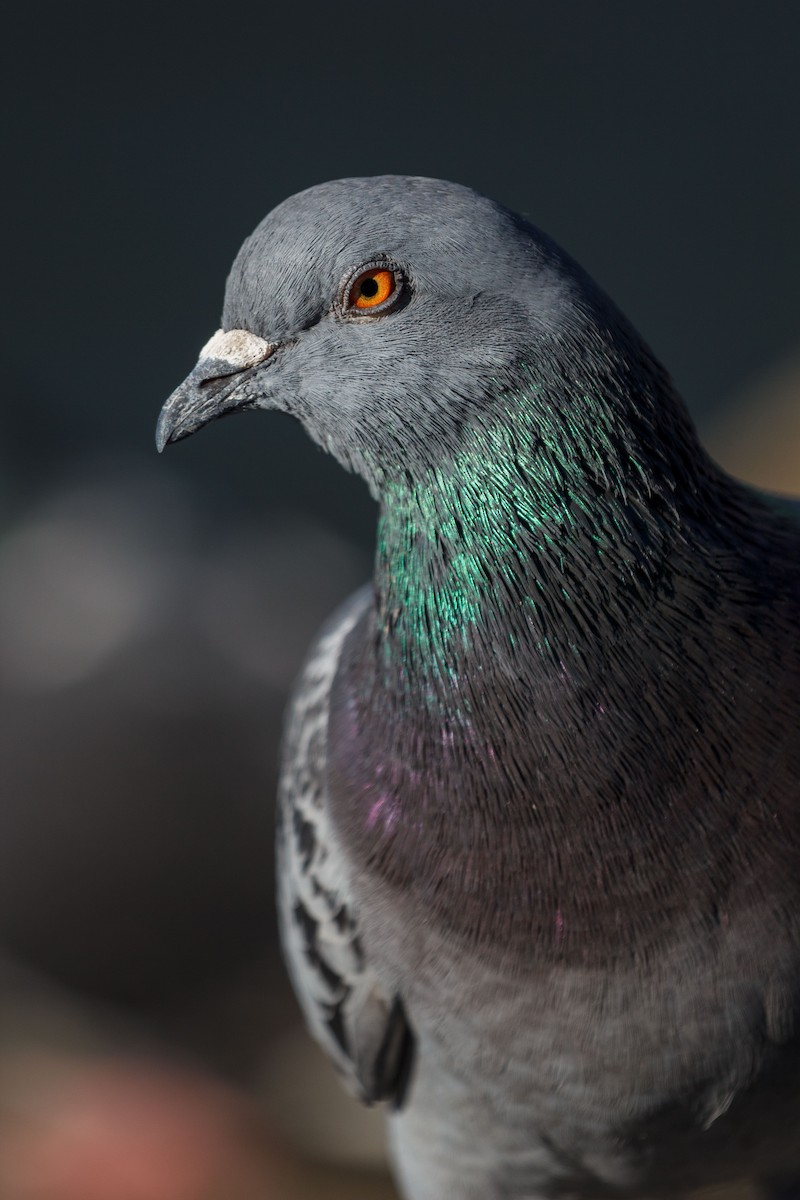 Rock Pigeon (Feral Pigeon) - Mike K.