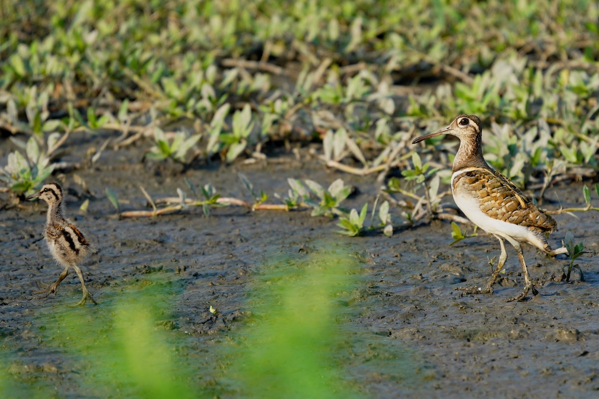 Greater Painted-Snipe - ML259406071