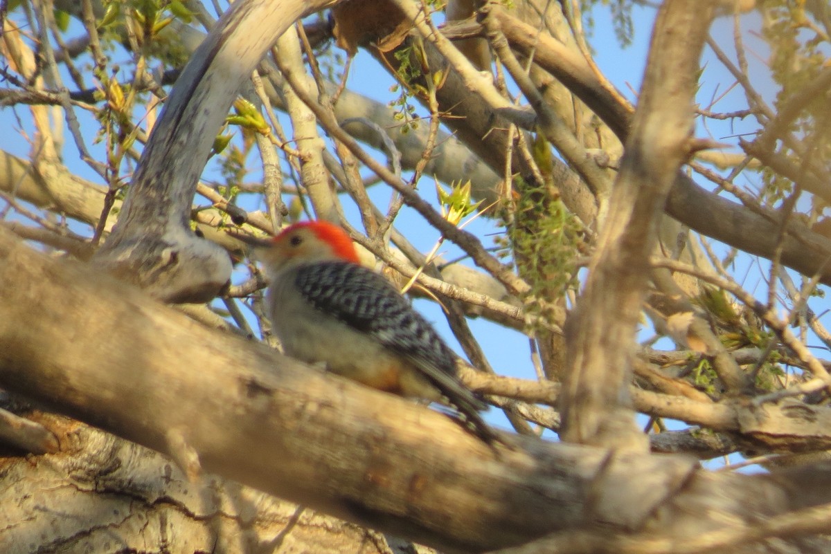 Red-bellied Woodpecker - ML25940821