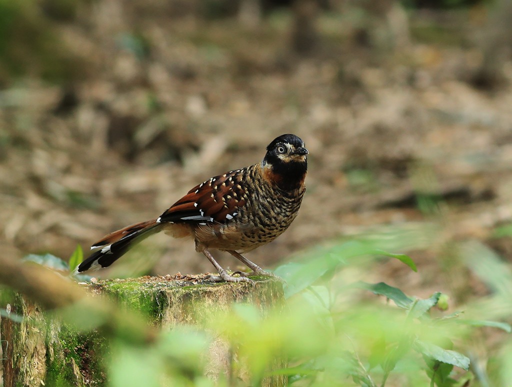 Spotted Laughingthrush - ML259414021