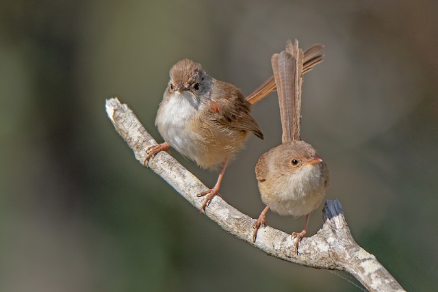 First-year male (left) and possible first-year female (right)&nbsp;Red-backed Fairywrens (subspecies&nbsp;<em class="SciName notranslate">melanocephalus</em>). - Red-backed Fairywren - 