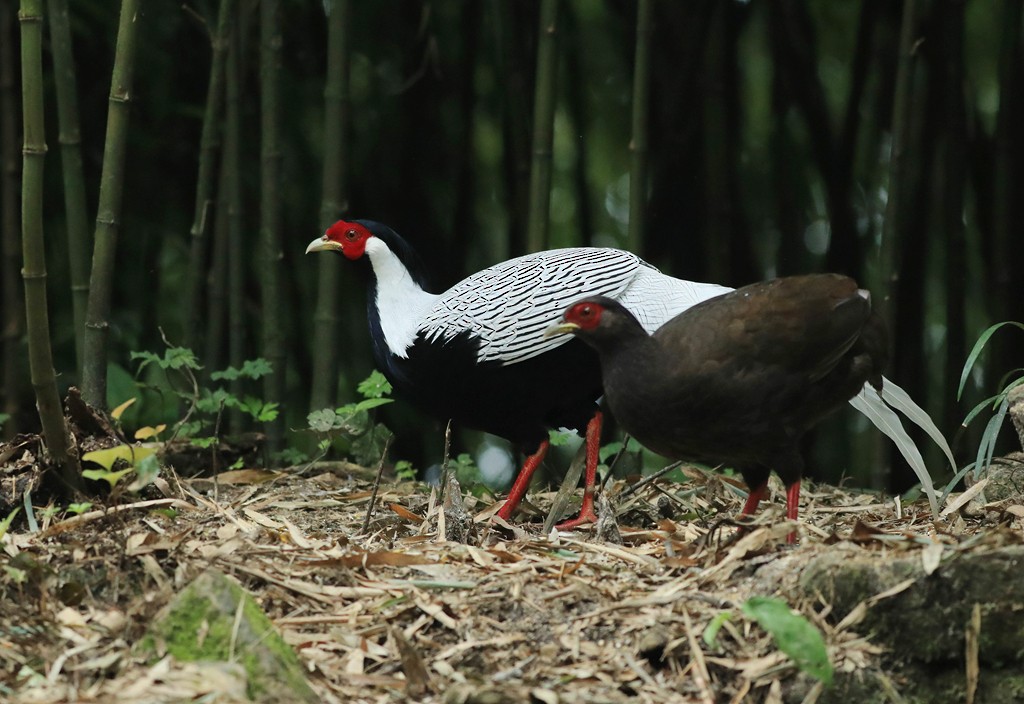 Silver Pheasant - Qiang Zeng