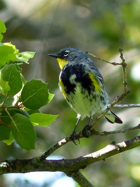 Yellow-rumped Warbler (Audubon's) - Gena Zolotar