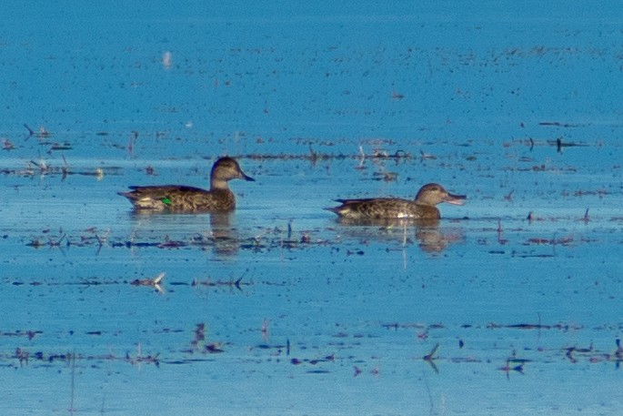 Green-winged Teal - ML259418701