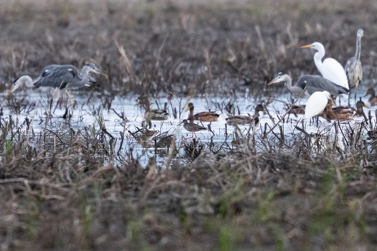 Spotted Redshank - ML259420321