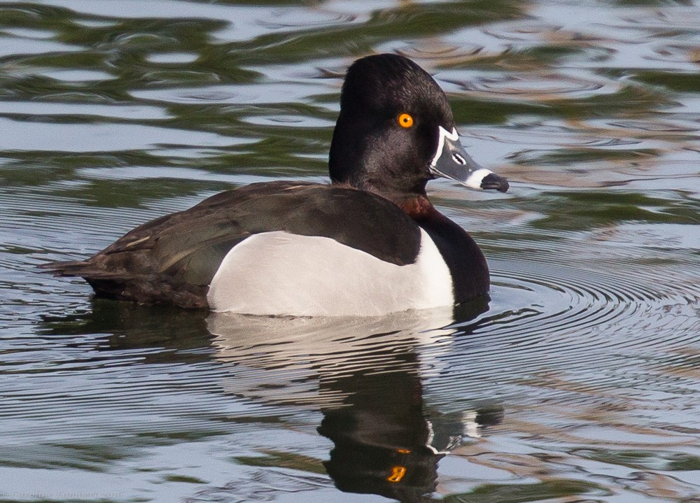 Ring-necked Duck - ML25942061