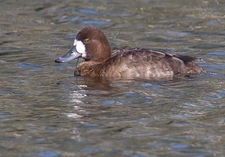 Greater Scaup - ML25942081